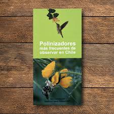 Polinizadores más frecuentes de observar en Chile