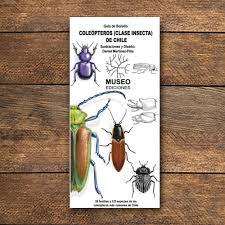 Coleopteros (clase insecta) de Chile guis desplegable