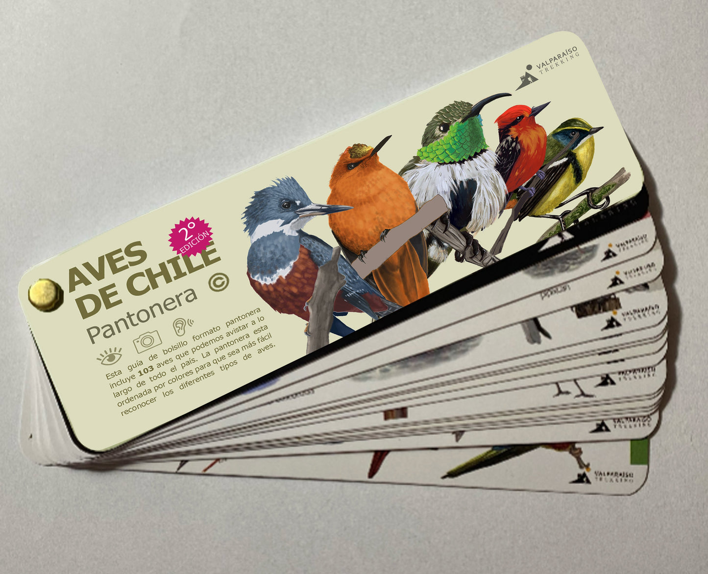 Aves de Chile pantonera