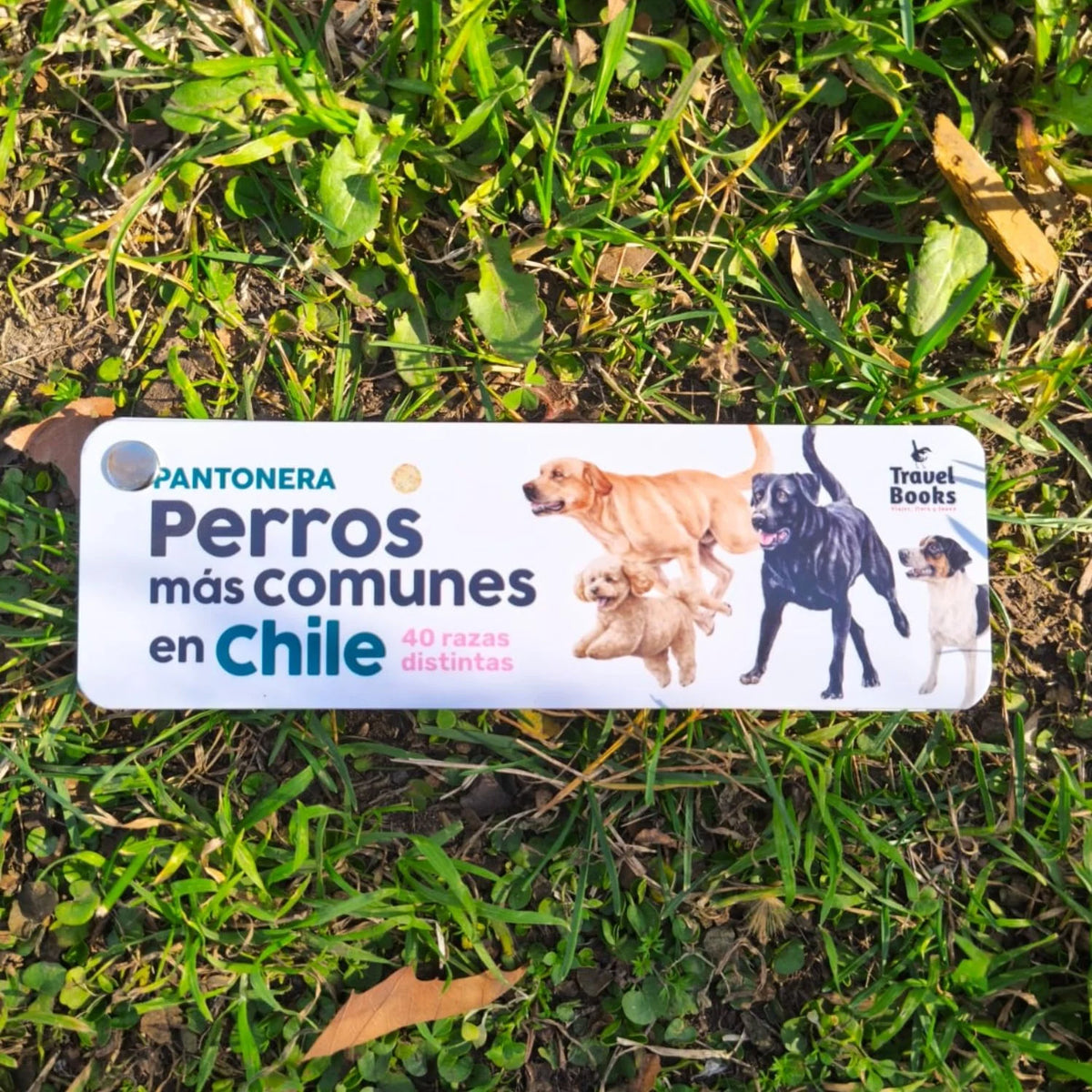 Perros mas comunes en Chile - Pantonera