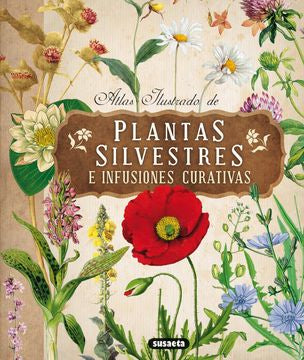 plantas silvestres e infusiones curativas