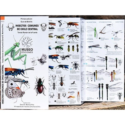 Insectos comunes de Chile central