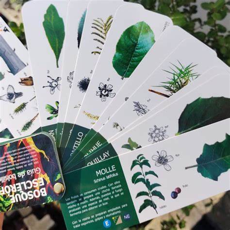 Bosque esclerófilo guía de bolsillo