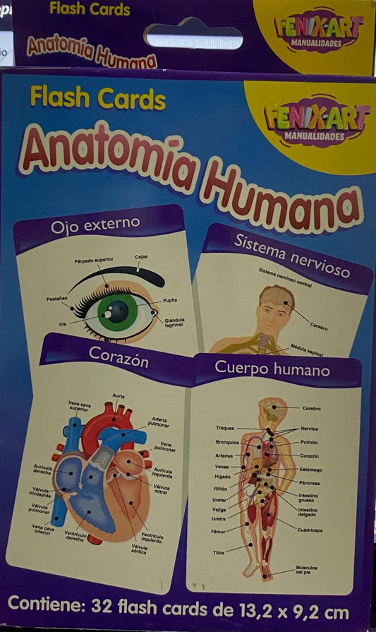 Anatomía Humana: Flash Cards