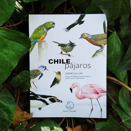 Chile Pajaros