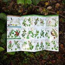 Guía plegable Árboles nativos zona central de Chile