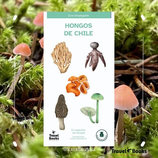 Hongos de chile - Guia plegable